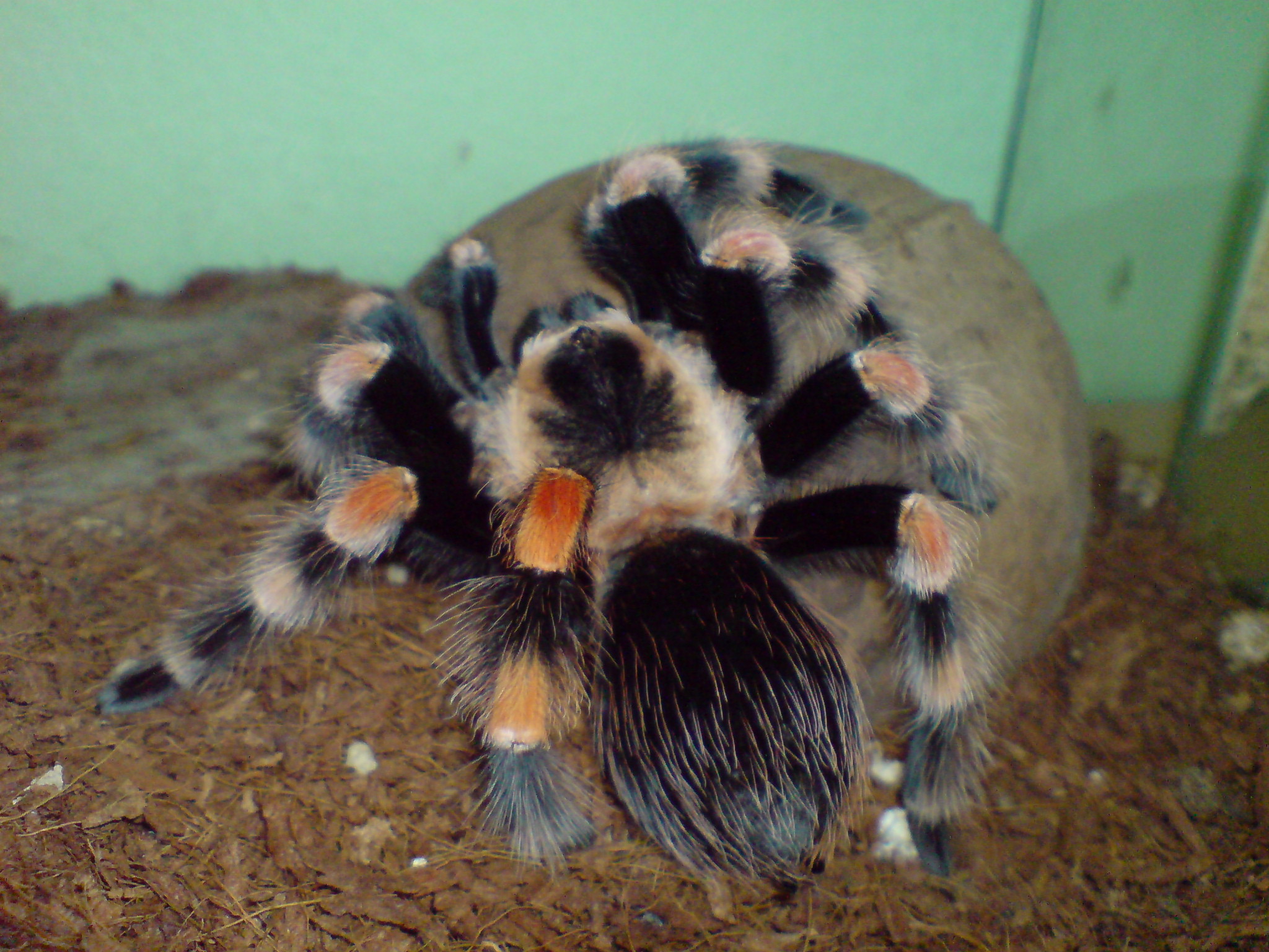 Brachypelma annitha 0,1.JPG