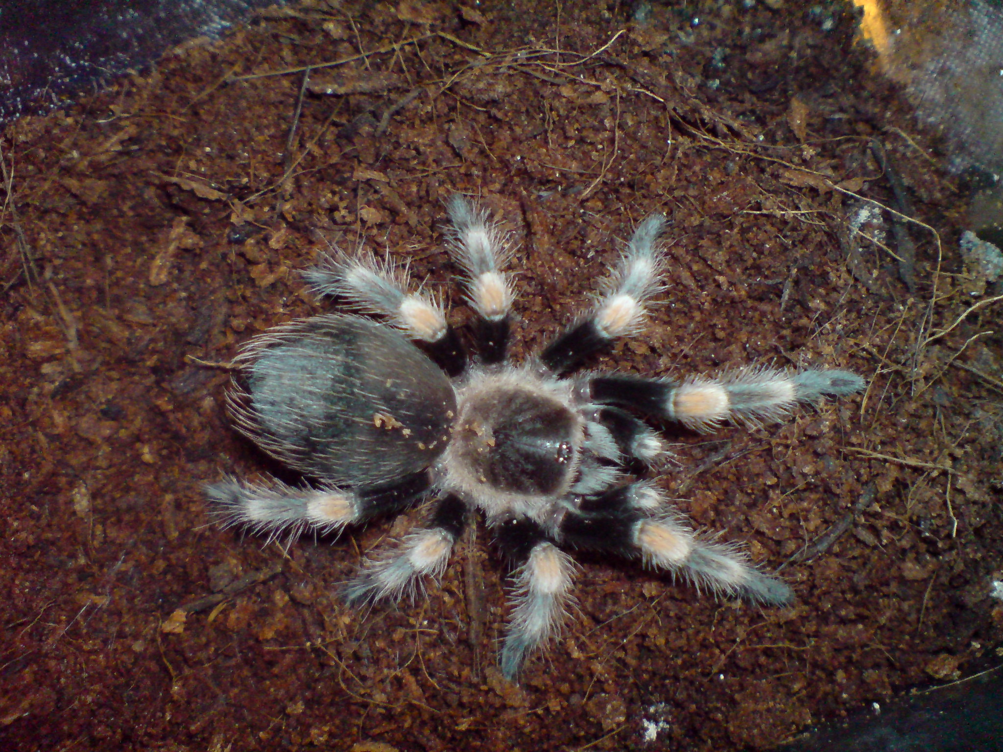 Brachypelma smithi 8sv.JPG