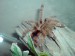 Avicularia minatrix0.1.JPG